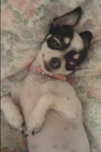 pearlie_mae_posing_mogwai_2010