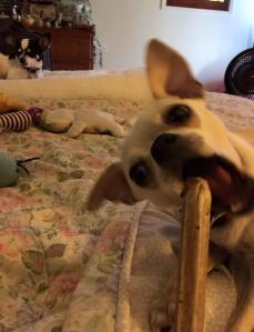 11954637_10153560466361085_5836932889876476209_n